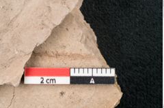 Foto (Detailansicht) von Quercus cuspidata Rossm. (NHMW-GEO-2024-0188-7925)
